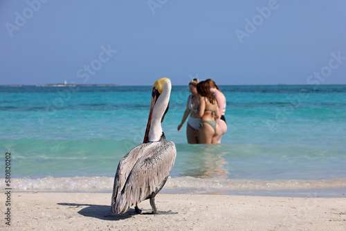 Pelican standing on the sand of the Atlantic ocean beach against swimming girls. Wild bird on blue waves background