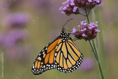 butterfly on flower © Sandra
