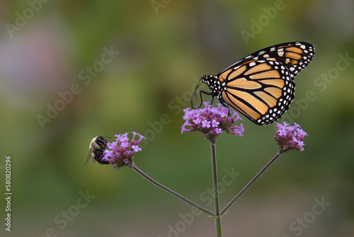 butterfly on flower © Sandra