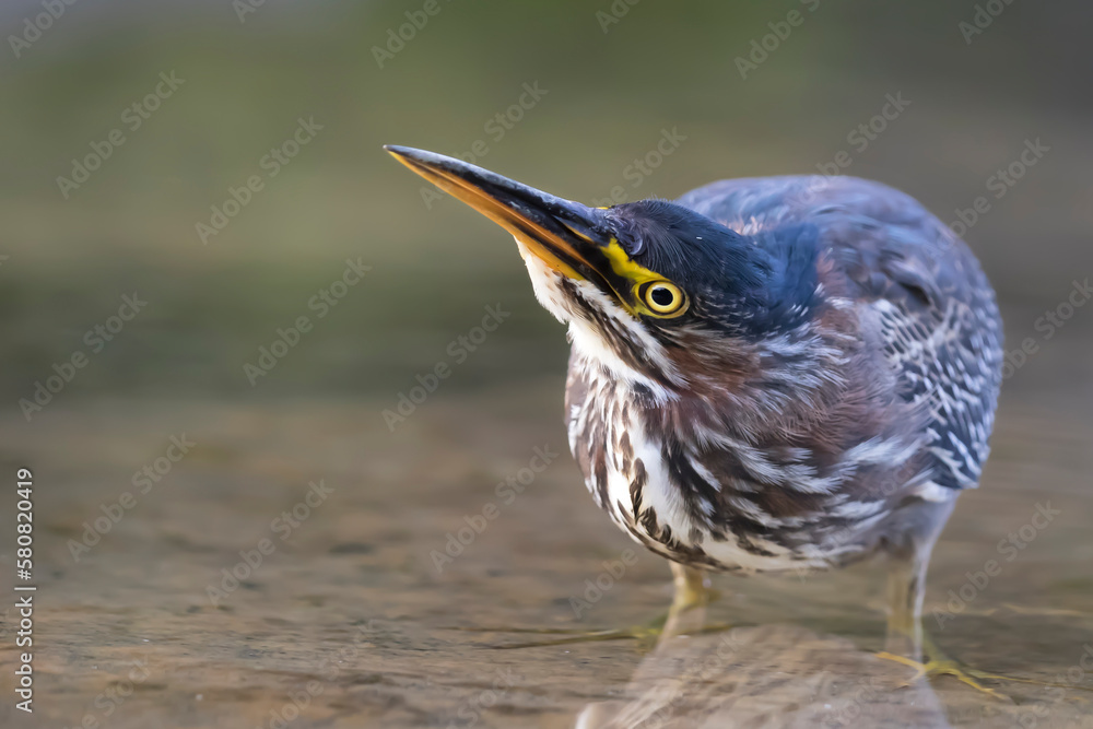 green heron green heron