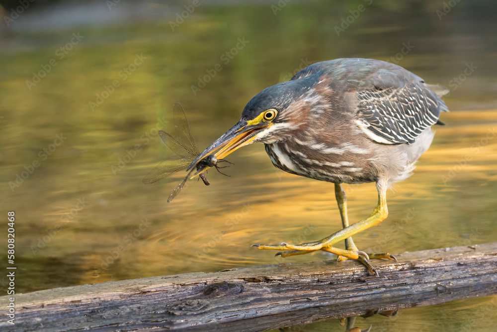 Fototapeta premium green heron 