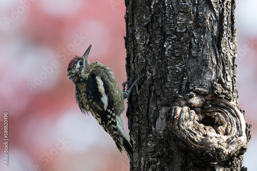 woodpecker on tree