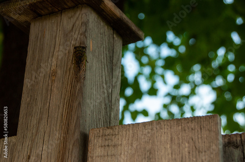 A cicada outside on a wooden fence