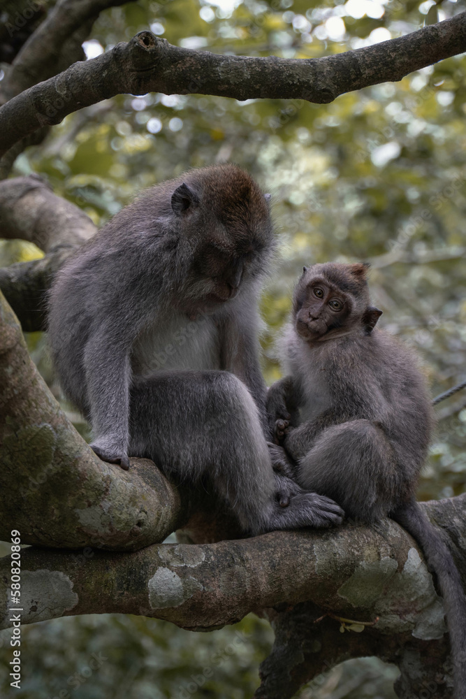 Monkeys in Ubud, Bali, Indonesia (Moody Dark Green)
