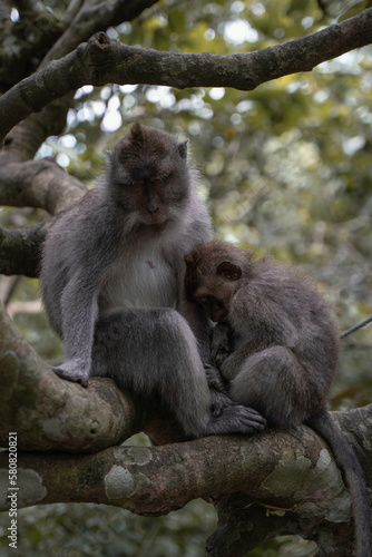 Monkeys in Ubud, Bali, Indonesia (Moody Dark Green) © Sergi