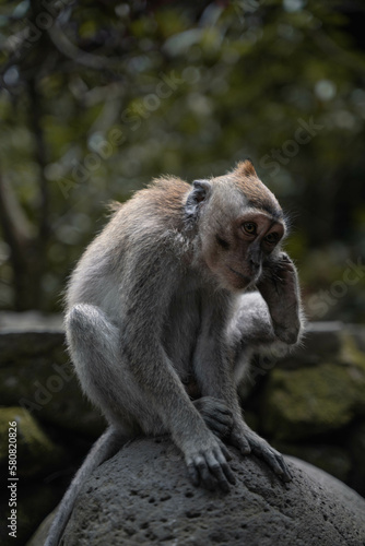 Fotografie Monkey in Ubud, Bali, Indonesia (Moody Dark Green)