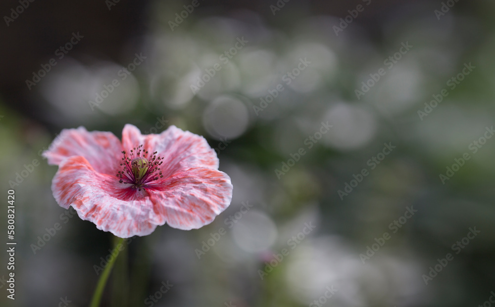 Fototapeta premium flower of a flower