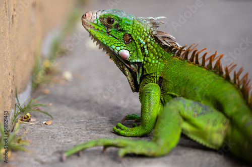 Green Iguana closeupon branch, animal closeup
