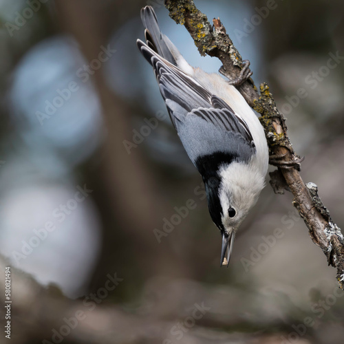 nuthatch