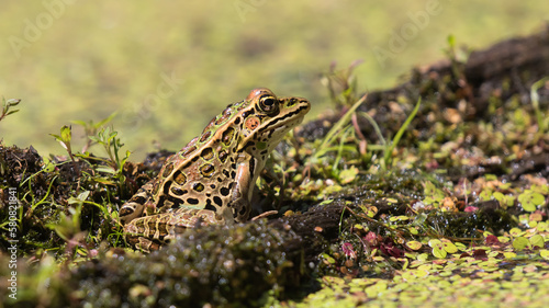 frog © Sandra