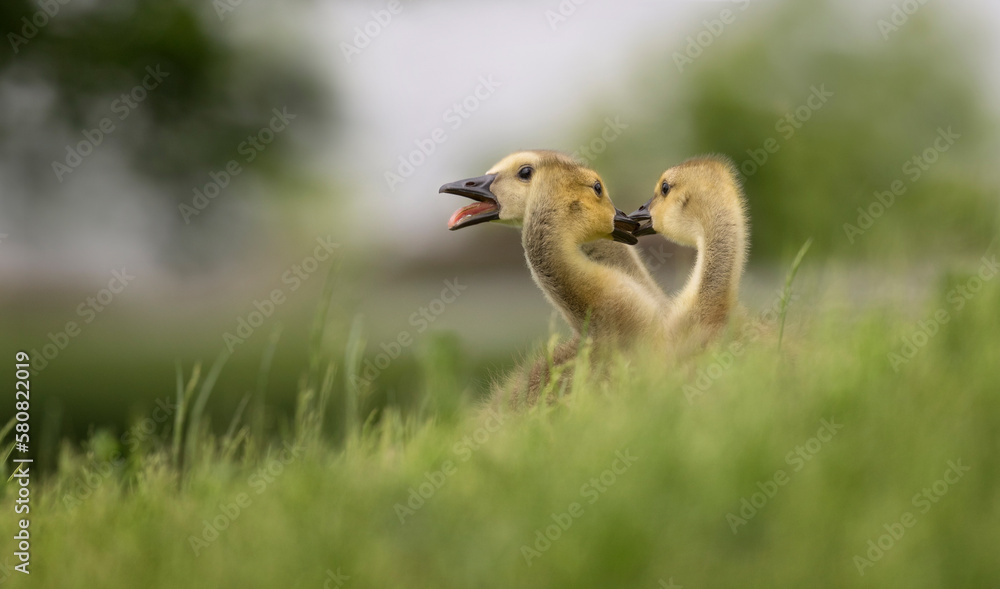 duck and ducklings duck and ducklings