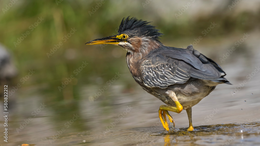 Fototapeta premium night heron bird 