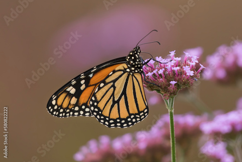monarch butterfly on flower