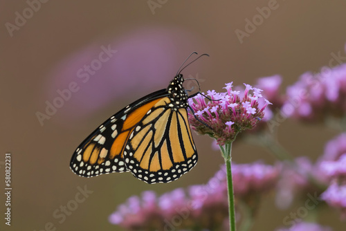 monarch butterfly on flower