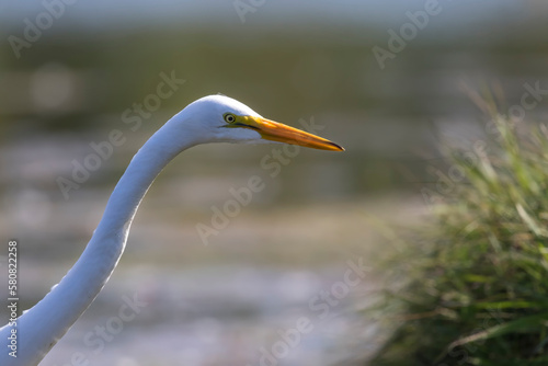 great white heron