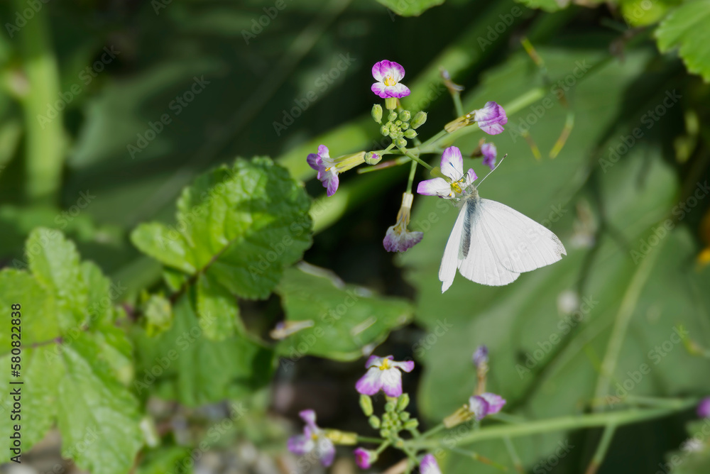 Small white butterfly (Pieris rapae) perched on a pink flower in Zurich, Switzerland Small white butterfly (Pieris rapae) perched on a pink flower in Zurich, Switzerland