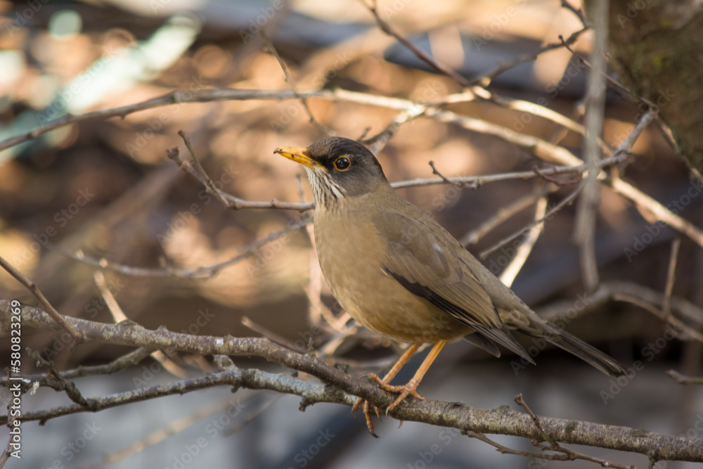 Zorzal (Turdus falcklandii)