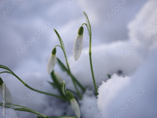 buds of snowdrops in snow in a forest of Szczecin Poland