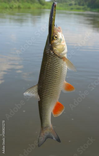 A beautiful chub caught on spinning against the background of the sky and the river.