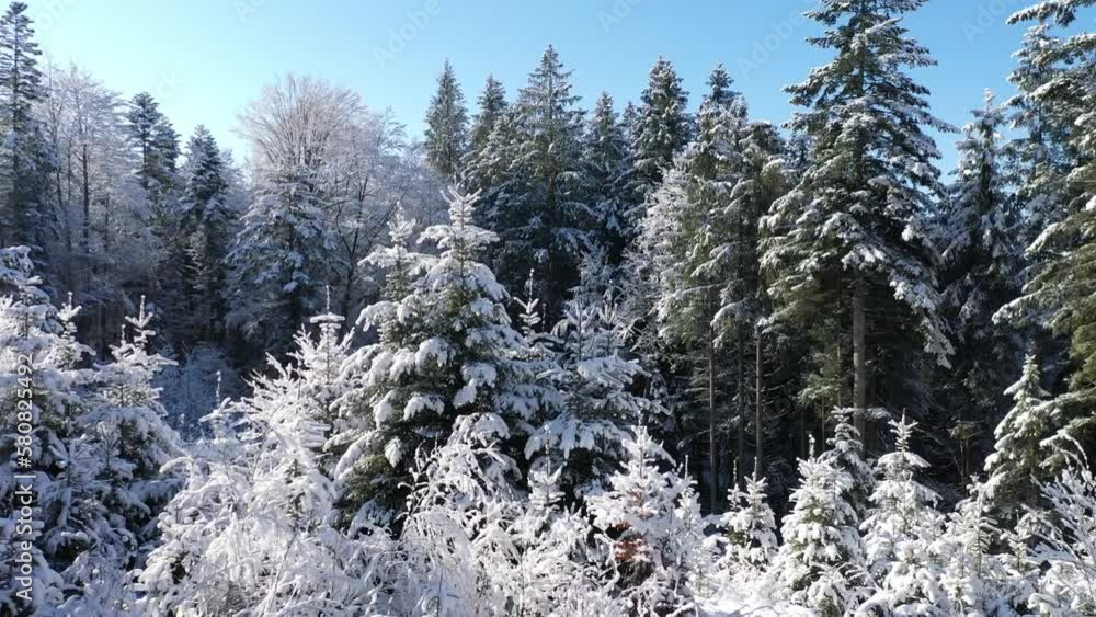 fantastic snowy winter landscape in the forest,drone photography, fantastic snowy winter landscape in the forest,drone photography,