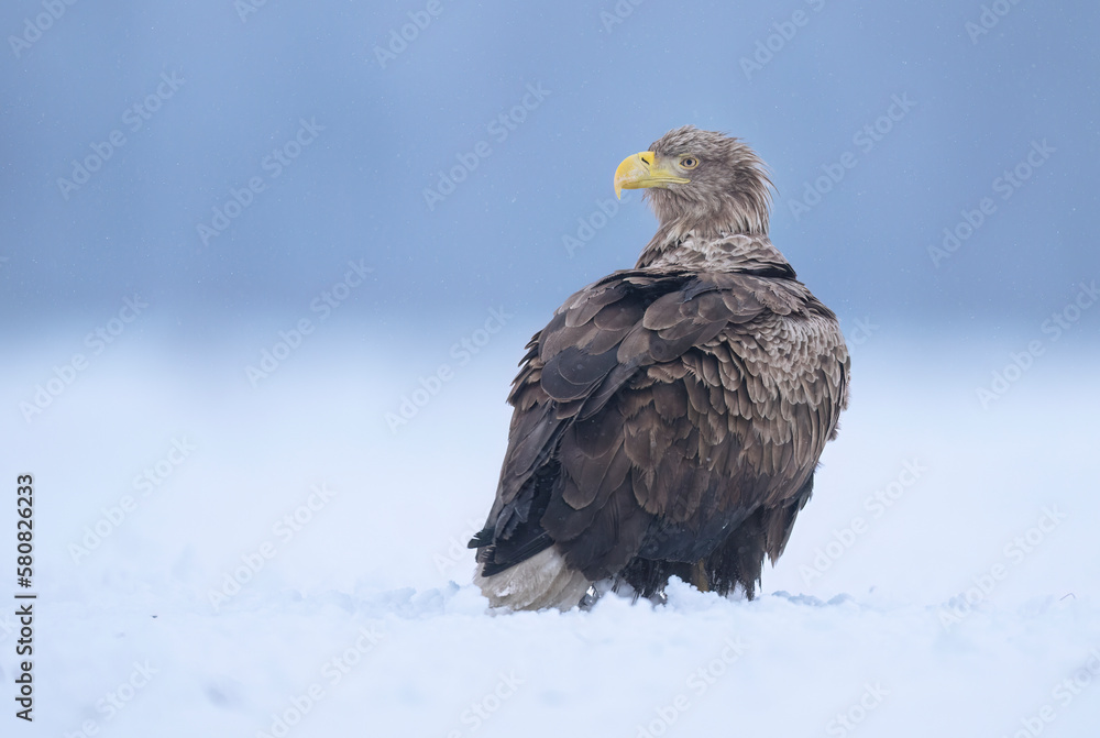 Sea eagle or white tailed eagle ( Haliaeetus albicilla) Sea eagle or white tailed eagle ( Haliaeetus albicilla)