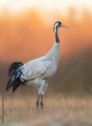 Common crane bird ( Grus grus )