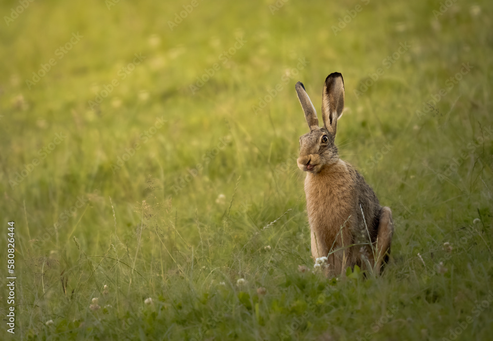 Der Feldhase sucht Nahrung auf einer grünen Wiese. Er lebt in Freiheit, da er ein wildes Tier ist. Im Frühling kann er draußen in der Natur leben. Der Feldhase sucht Nahrung auf einer grünen Wiese. Er lebt in Freiheit, da er ein wildes Tier ist. Im Frühling kann er draußen in der Natur leben.