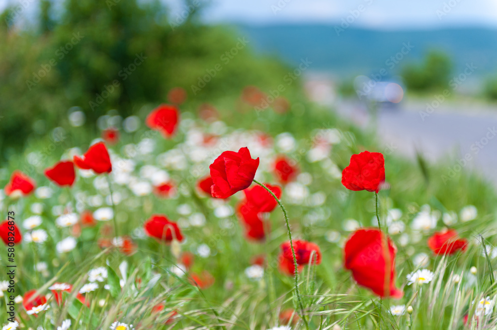 Poppies Field. Shallow Depth Of Field.