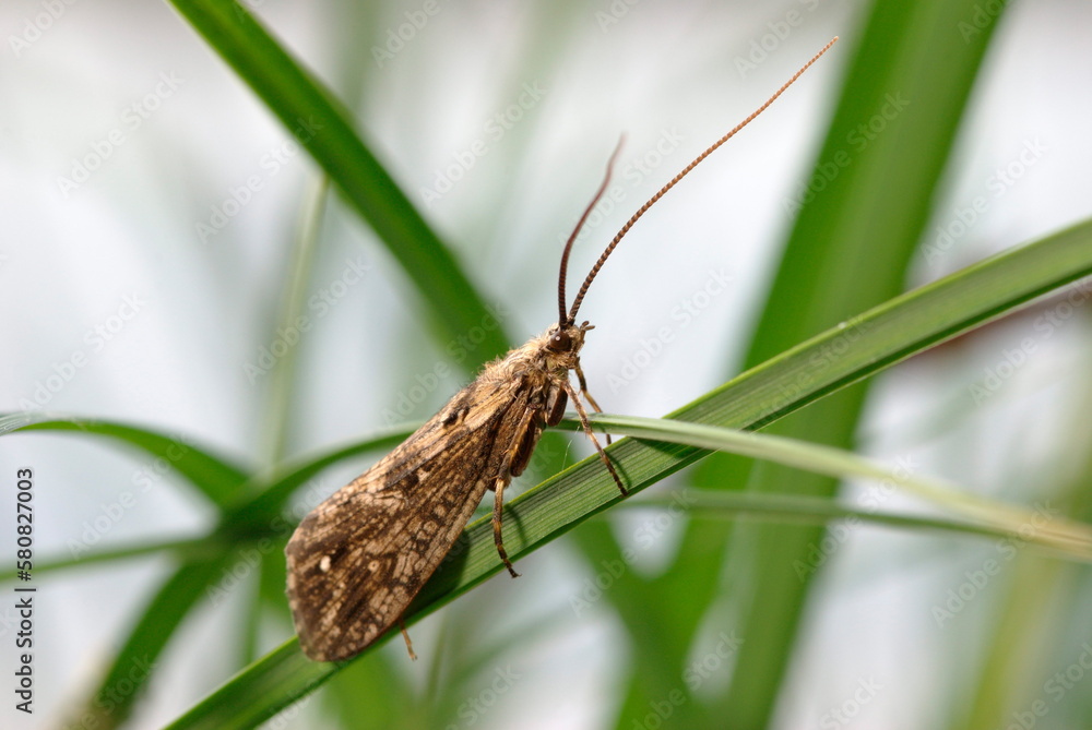 Adult Caddisfly Insect of the Order Trichoptera Adult Caddisfly Insect of the Order Trichoptera