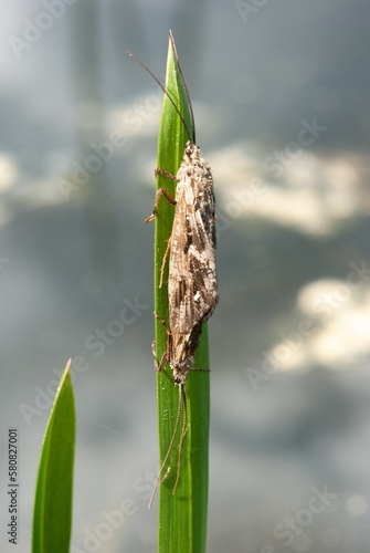 Adult Caddisfly Insect of the Order Trichoptera