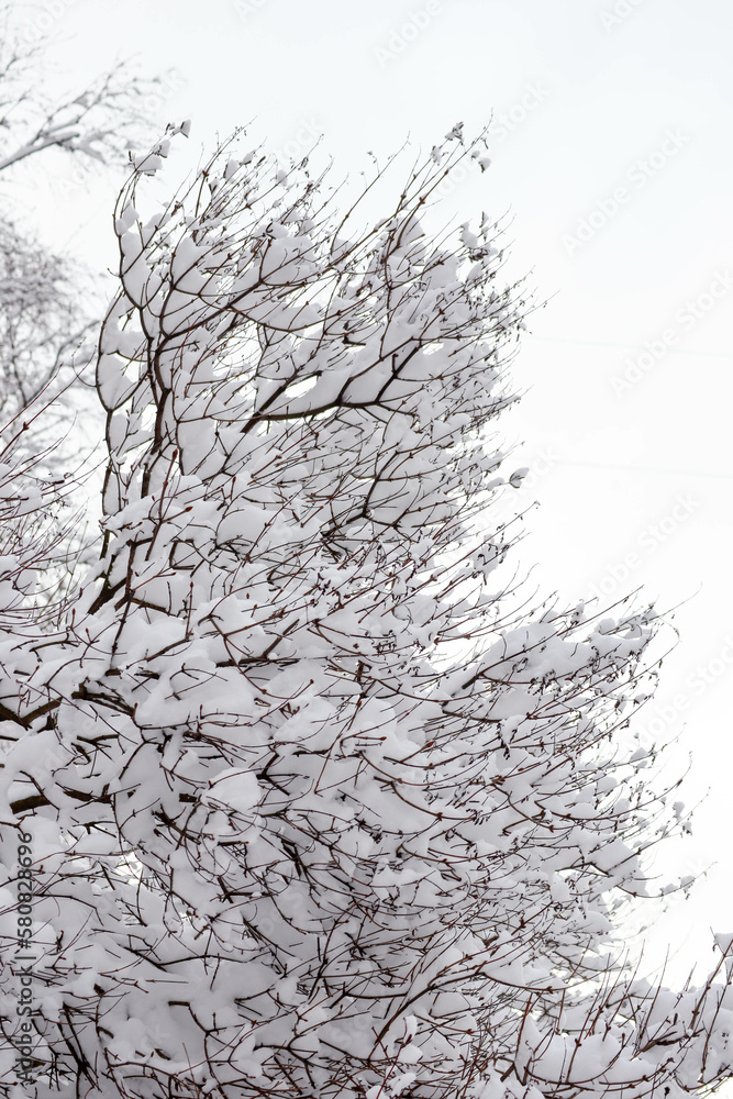 branches of a tree in winter covered by snow