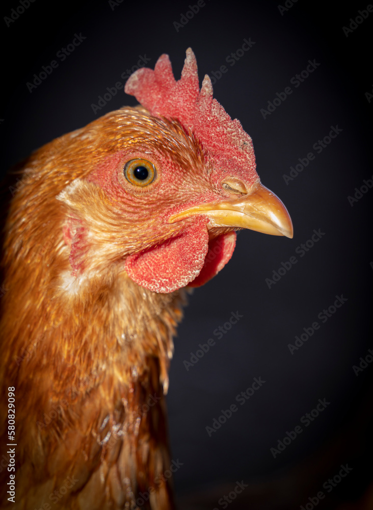 chicken hen close up portrait