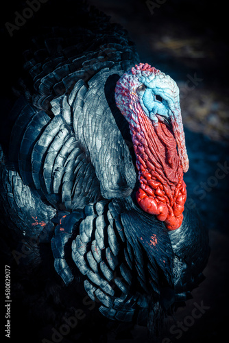 turkey portrait in close up