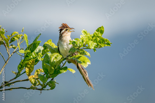 Striped Cuckoo (Tapera naevia) singing from an open perch on a tree in Costa Rica photo