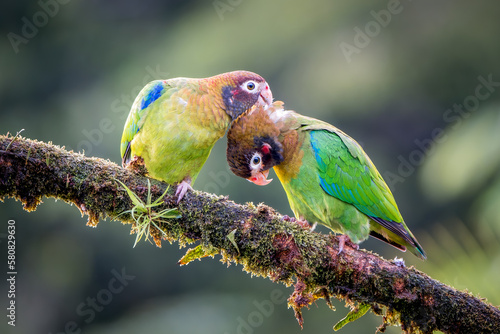 Intimate Grooming Moment between a pair of Brown-hooded Parrots (Pyrilia haematotis) in Costa Rica photo