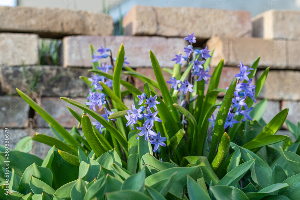 Naklejka premium Flowers in a home garden with sky blue-blue tones.
