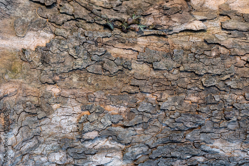 Surface structure of an oak tree. Wood texture. texture of wood background with many visible veins. horizontal picture.