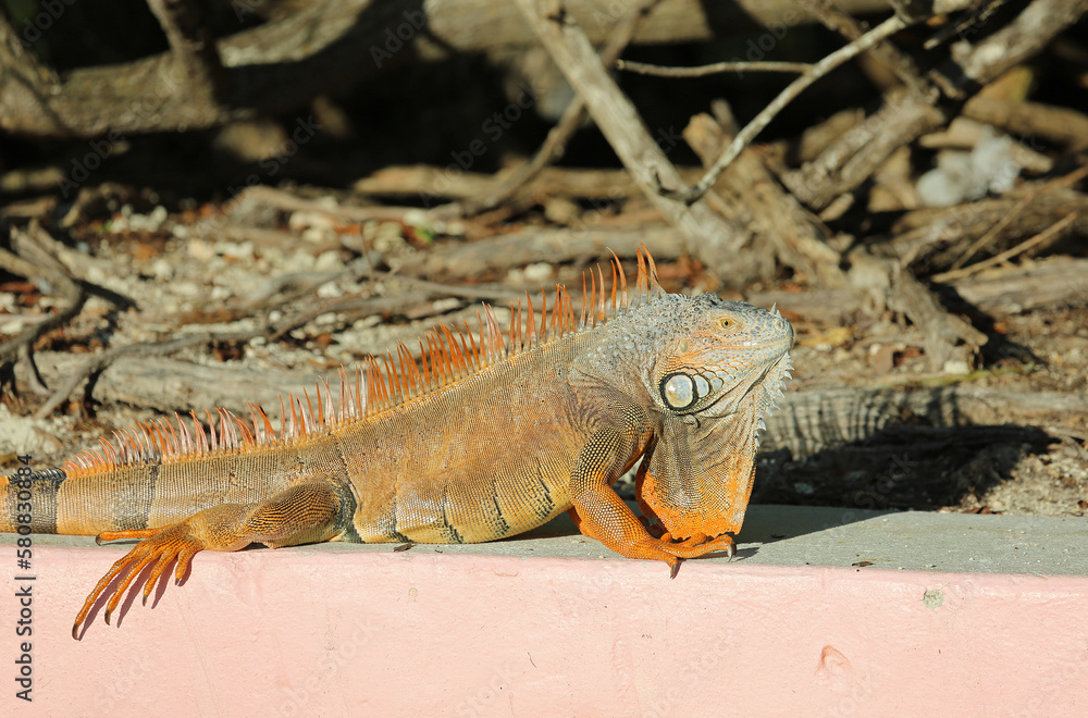 Fototapeta premium Iguana in profile - Florida