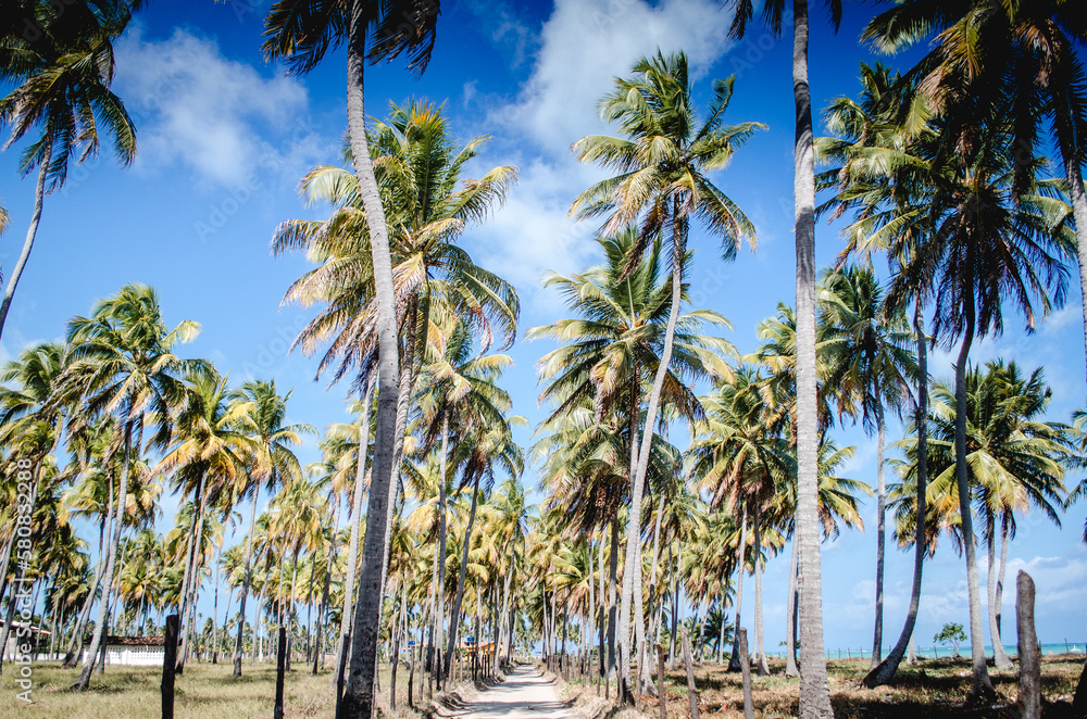 Praia de Maragogi - Maceio\AL