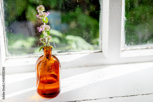 Clinopodium vulgare, wild basil on windowsill near old window. Collection of medicinal herbs by herbalist for preparation of elexirs and tinctures. Wild plant photo