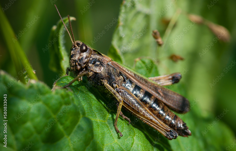 grasshopper in green grass closeup grasshopper in green grass closeup