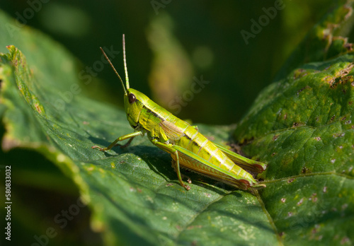 light green grasshopper in the grass close up © Dmitry