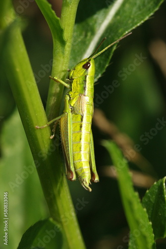 light green grasshopper in the grass close up