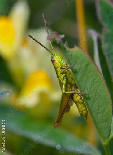 Grasshopper in green grass