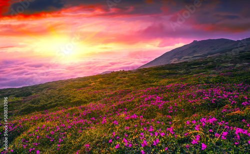 blossoming red rhododendrons flowers in the mountains, amazing panoramic nature scenery 