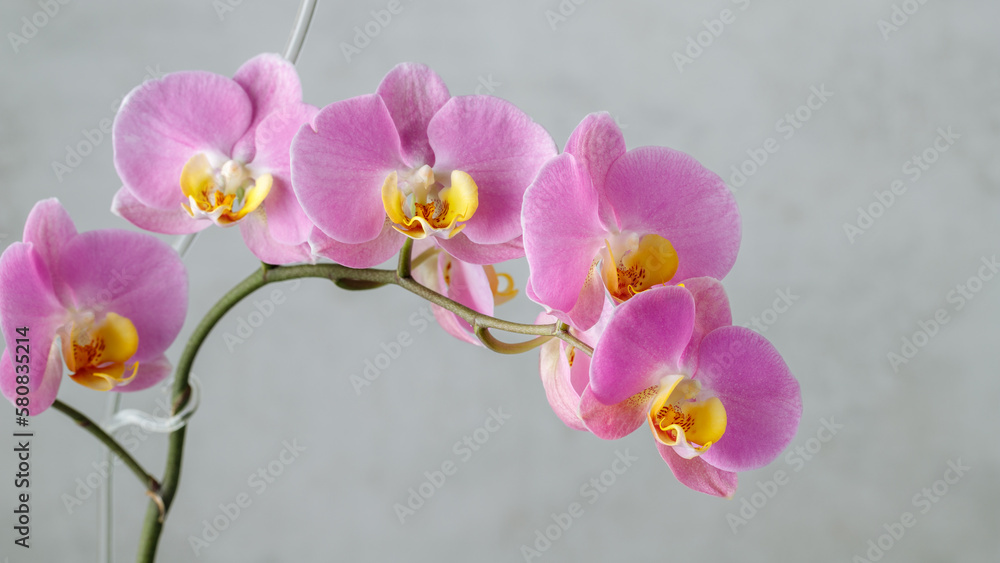 Pink lilac blooming orchid flower of genus phalaenopsis with yellow lip on neutral background. Pink lilac blooming orchid flower of genus phalaenopsis with yellow lip on neutral background.