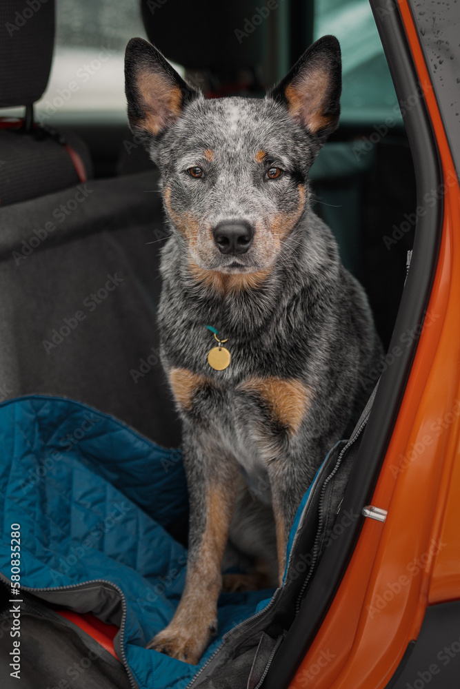 Portrait of a beautiful heeler dog in the car