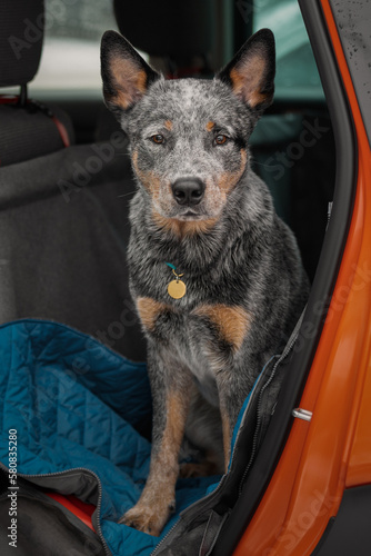 Obraz na płótnie Portrait of a beautiful heeler dog in the car w salonie