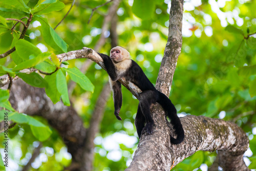 Photography capuchin monkey lying relaxed on a branch in a tree and hanging down his arms an