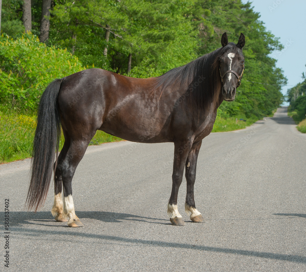 tennessee walker horse conformation shot full body image of purebred tennessee walker standing